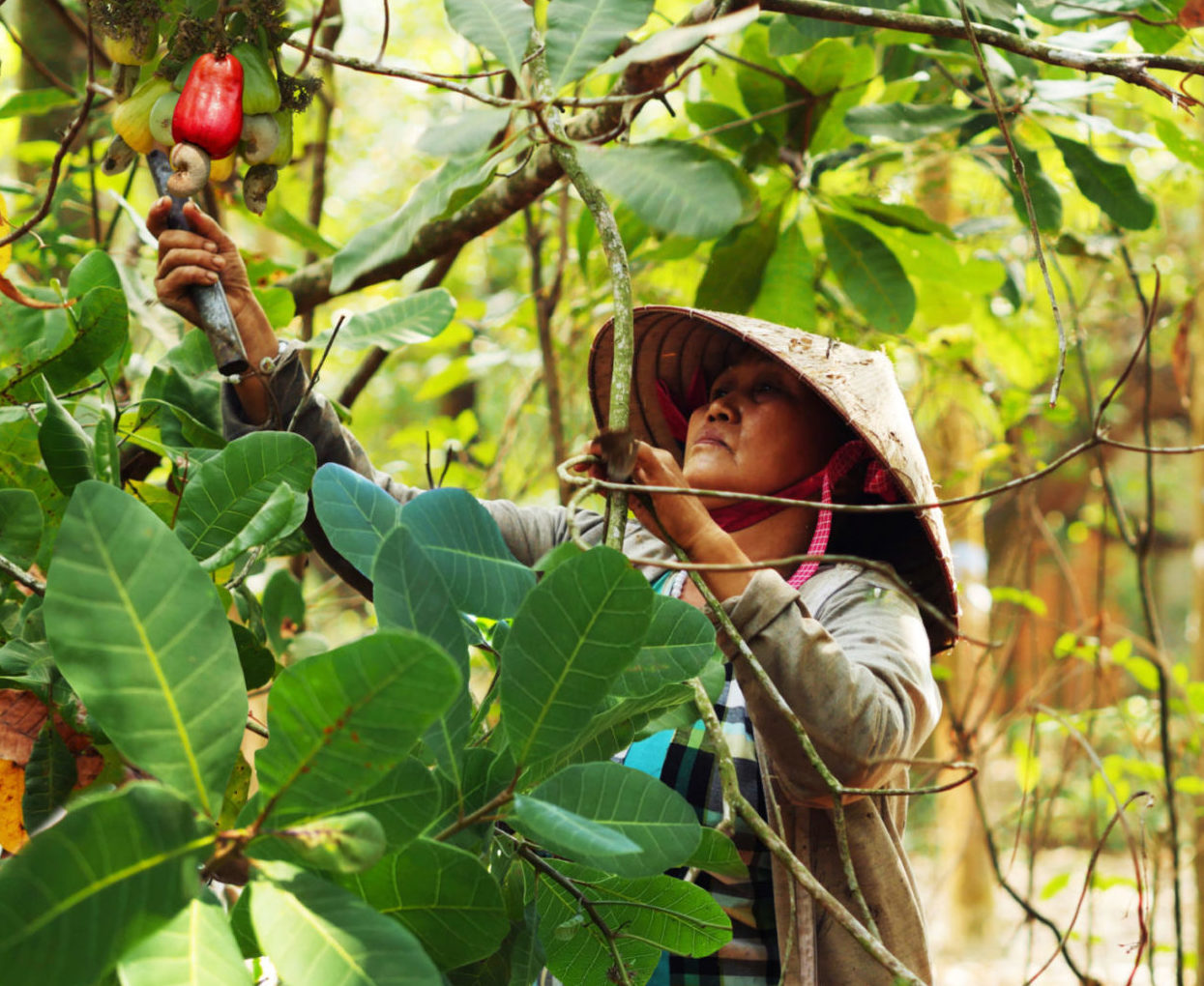 Cashew nuts from Vietnam: certified Fair trade