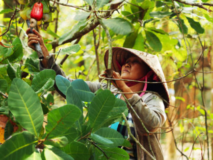 Cashew nuts from Vietnam: certified Fair trade