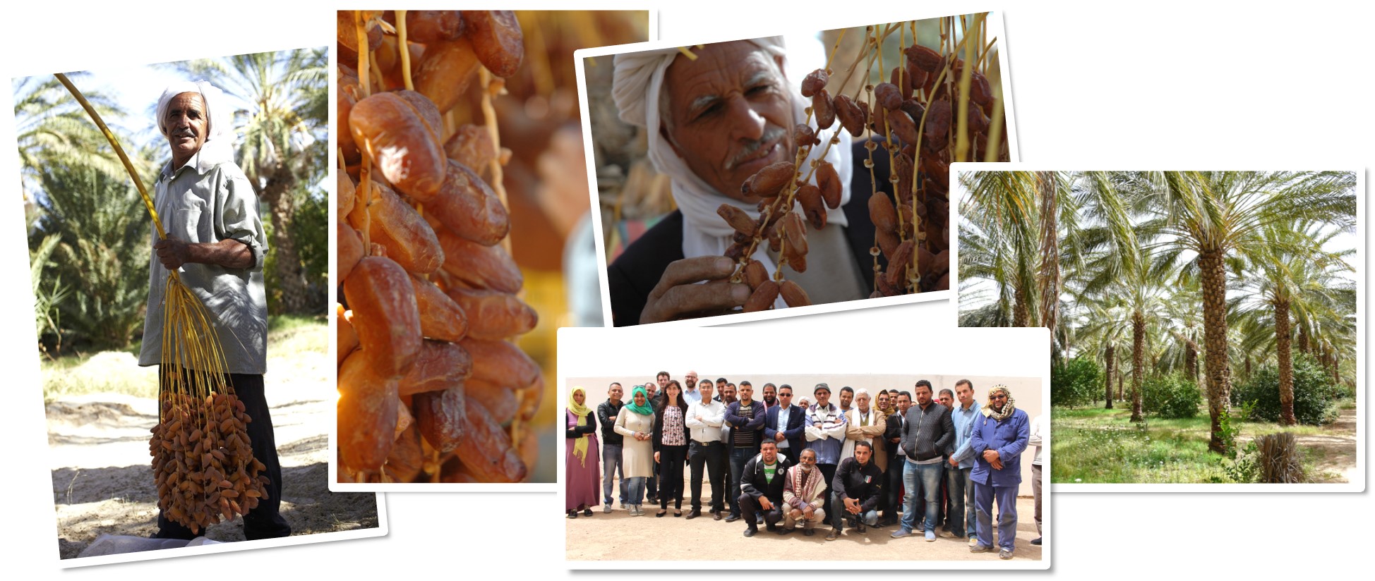 Filière dattes Deglet Nour de Tunisie