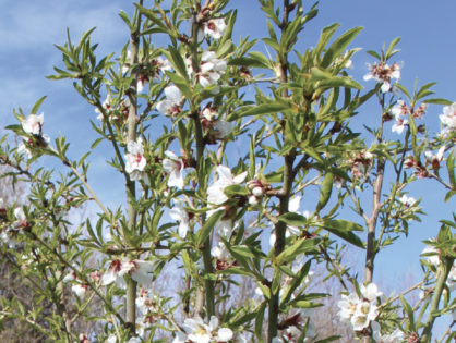 Des amandes en Provence