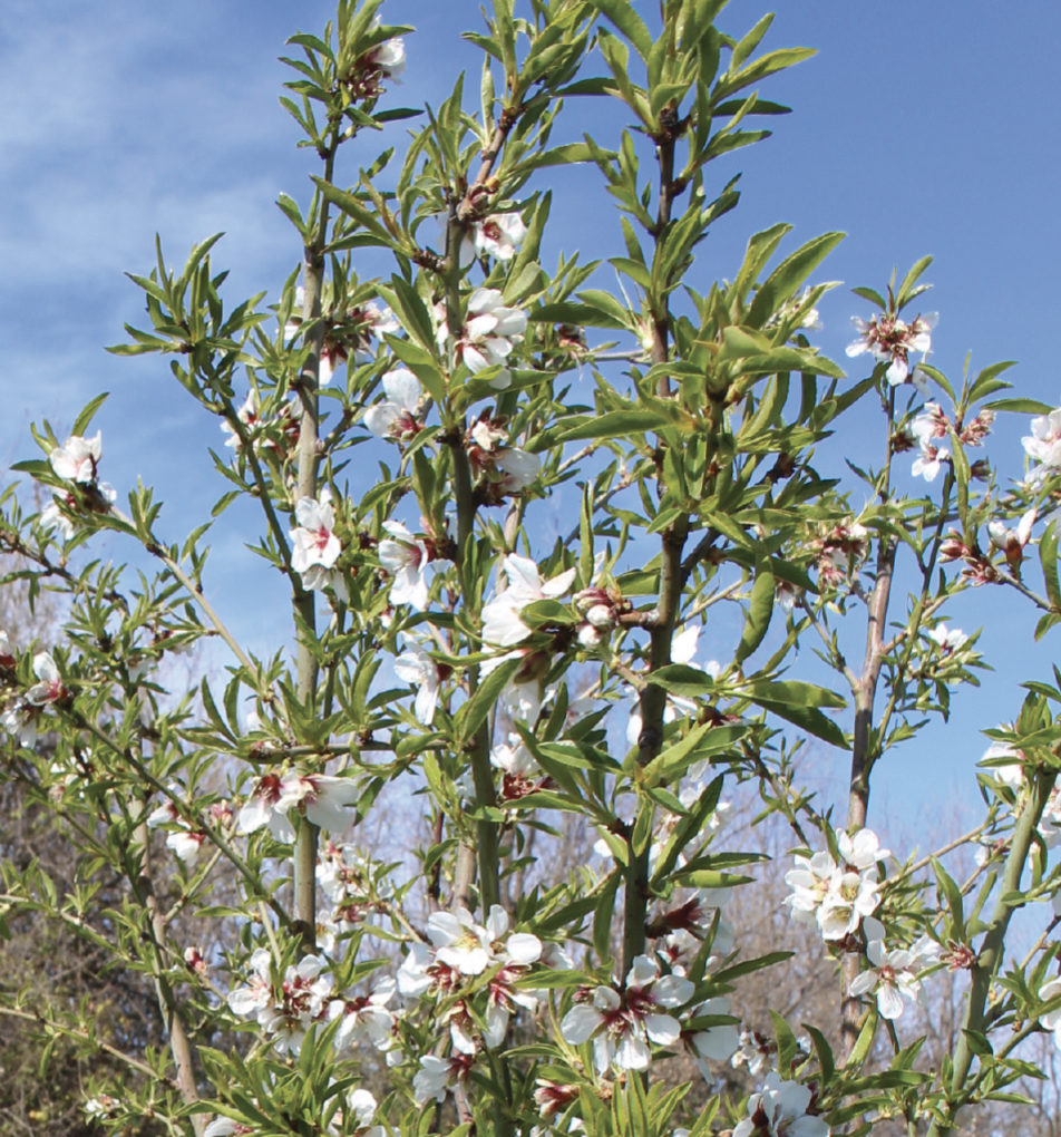 Des amandes en Provence